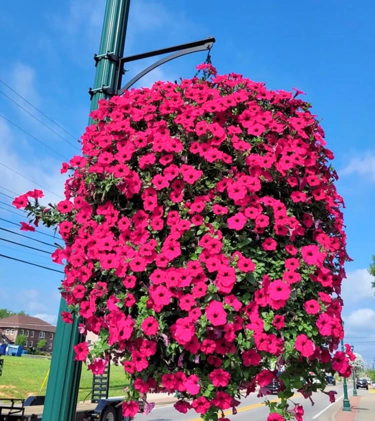 Kunstplant Klimplant 90cm met 44 Bloemen UV-bestendig voor Balkon Tuin Woonkamer Decoratie Kunstbloem Hangplant | Sansoti