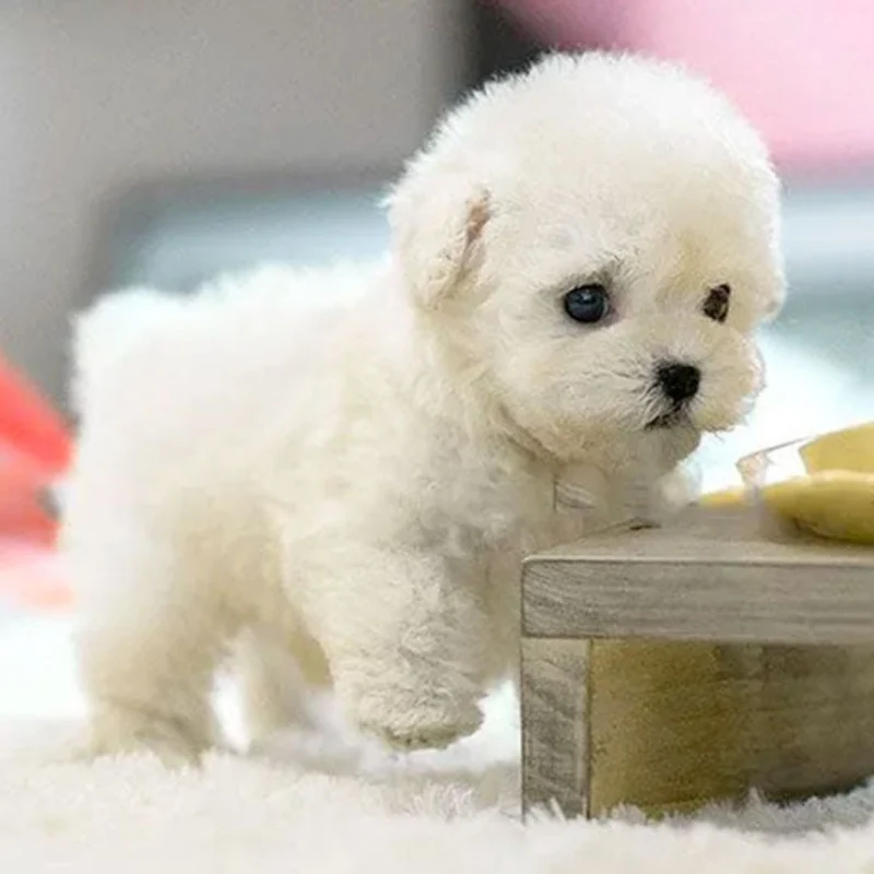 Interactieve Robot Hond voor Kinderen met Stem- en Aanraakherkenning Educatief Pluche Knuffeldier Speelgoed | Sansoti