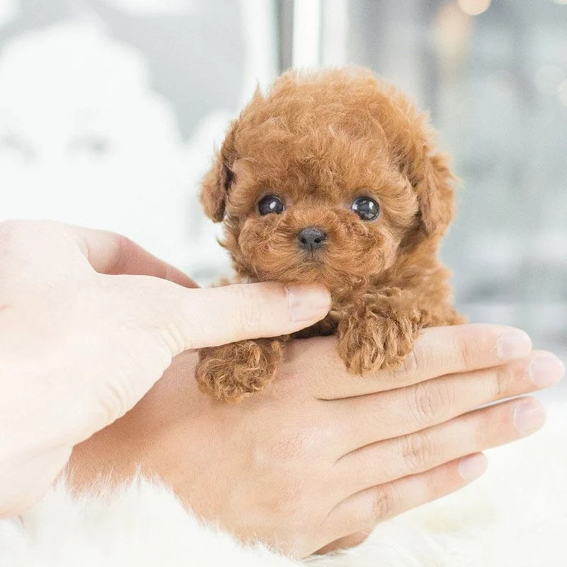Interactieve Robot Hond voor Kinderen met Stem- en Aanraakherkenning Educatief Pluche Knuffeldier Speelgoed | Sansoti