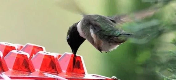 Kolibri Voederstation Hangend 350ml Mierenwering 30 Voedingspoorten Diamantvormige Openingen Tuindecoratie | Sansoti