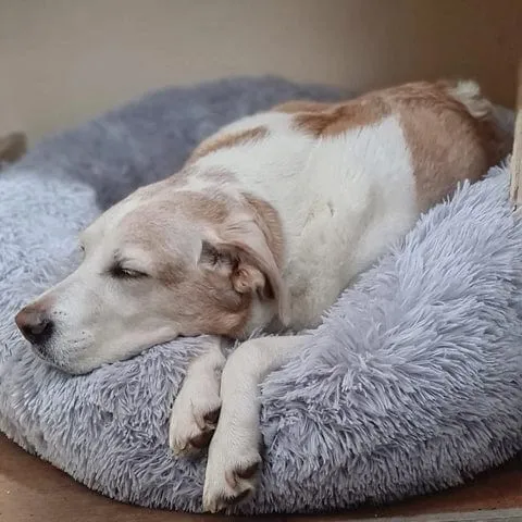 Rond Huisdiermand met Verhoogde Rand Pluche Slaapplaats Hond Kat Comfort Nest Zacht Kussen Warm Bed Rustplek | Sansoti