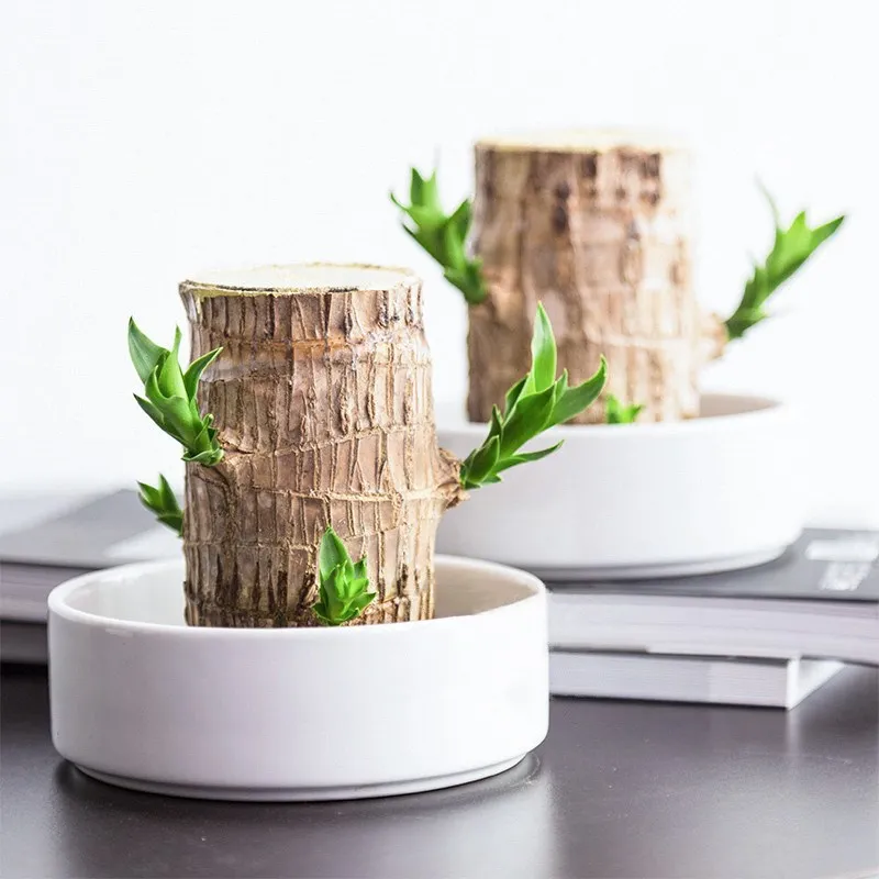 Kunstplant met Luchtzuiverende Werking – Voegt Natuurlijke Elegantie en Frisse Lucht Toe aan Elk Interieur | Sansoti