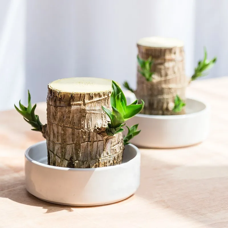 Decoratieve Kamerplant voor Luchtzuivering & Rustgevende Sfeer | Sansoti