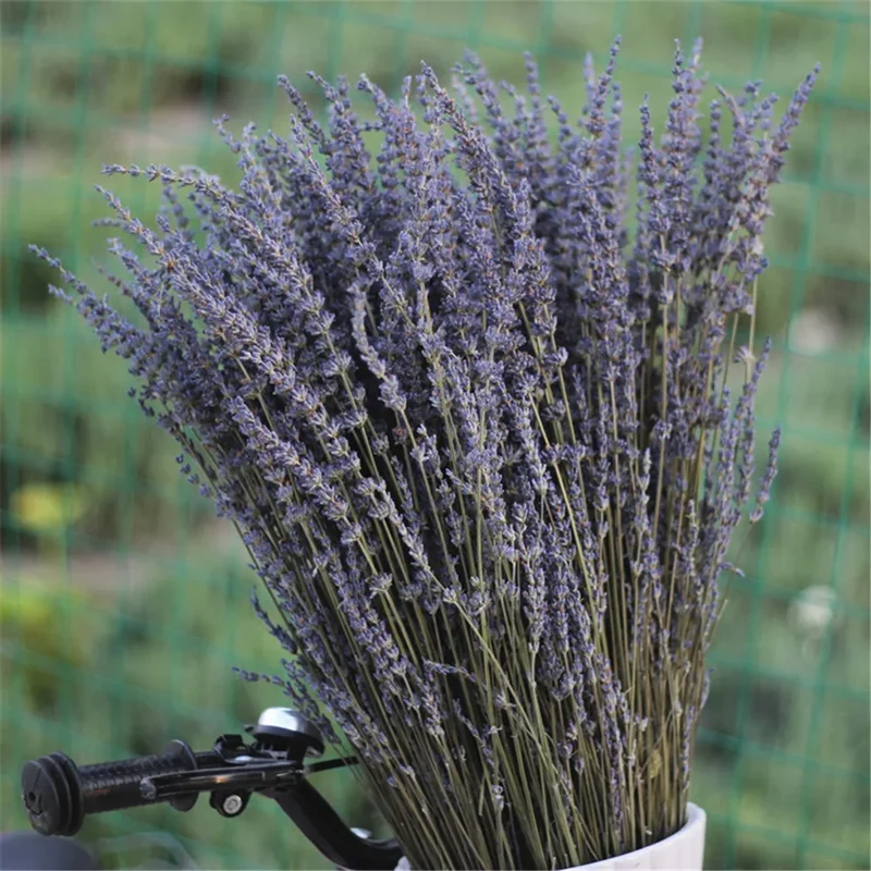 Gedroogde Lavendel Bundel Natuurlijk Paars 40cm Decoratief Interieur Aromatisch Rustgevend | Sansoti